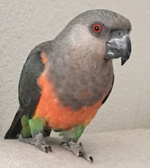 Blaze red bellied parrot on sofa